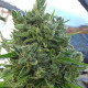Семена конопли Killer A5 Haze fem. ACE Seeds