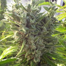 Killer A5 Haze feminised (ACE Seeds)