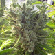 Семена конопли Killer A5 Haze fem. ACE Seeds
