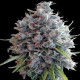 Семена конопли Killer A5 Haze fem. ACE Seeds