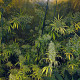 Семена конопли Malawi fem. ACE Seeds