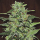 Семена конопли Malawi fem. ACE Seeds
