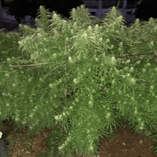 Malawi feminised (ACE Seeds)