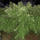 Семена конопли Malawi fem. ACE Seeds
