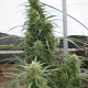 Семена конопли Malawi fem. ACE Seeds