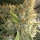 Семена конопли Malawi x Panamá fem. ACE Seeds