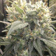 Семена конопли Malawi x Panamá fem. ACE Seeds