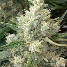 Malawi x Panamá feminised (ACE Seeds)