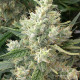 Семена конопли Malawi x Panamá fem. ACE Seeds