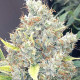 Семена конопли Malawi x Panamá fem. ACE Seeds