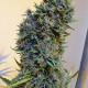 Семена конопли Malawi x PCK fem. ACE Seeds