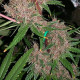Семена конопли Malawi x PCK fem. ACE Seeds