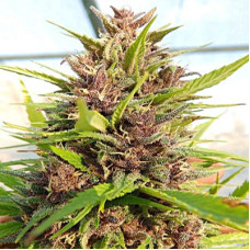Malawi x PCK feminised (ACE Seeds)