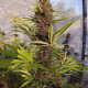 Семена конопли Malawi x PCK fem. ACE Seeds