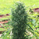 Насіння коноплі Marruecos Beldia Kif fem. ACE Seeds