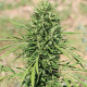 Насіння коноплі Marruecos Beldia Kif fem. ACE Seeds