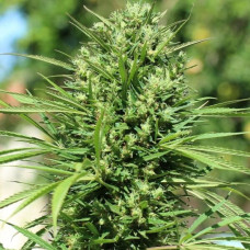 Marruecos Beldia Kif feminised (ACE Seeds)