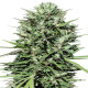 Насіння коноплі Marruecos Beldia Kif fem. ACE Seeds