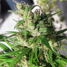 Oaxaca A5 Haze feminised (ACE Seeds)