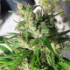 Семена конопли Oaxaca A5 Haze fem. ACE Seeds