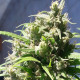 Семена конопли Oaxaca A5 Haze fem. ACE Seeds