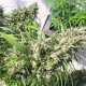 Семена конопли Oaxaca A5 Haze fem. ACE Seeds