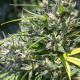 Семена конопли Oaxaca A5 Haze fem. ACE Seeds