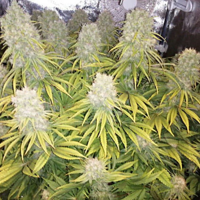 Семена конопли Orient Express fem. ACE Seeds