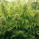 Семена конопли Orient Express fem. ACE Seeds