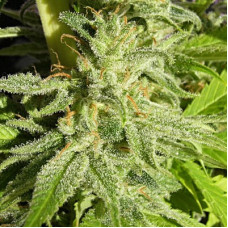 Orient Express feminised (ACE Seeds)