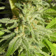 Семена конопли Orient Express fem. ACE Seeds