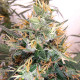 Семена конопли Panama A5 Haze fem. ACE Seeds