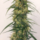 Семена конопли Panama A5 Haze fem. ACE Seeds