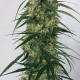 Семена конопли Panama A5 Haze fem. ACE Seeds