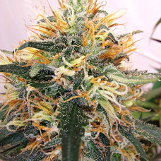Panama A5 Haze feminised (ACE Seeds)