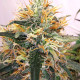 Семена конопли Panama A5 Haze fem. ACE Seeds