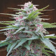 Семена конопли Panama fem. ACE Seeds