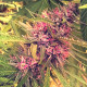 Семена конопли Panama fem. ACE Seeds