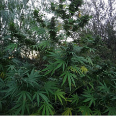 Panama feminised (ACE Seeds)