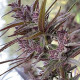 Семена конопли Panama Haze fem. ACE Seeds
