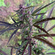 Семена конопли Panama Haze fem. ACE Seeds