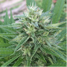 Panama x Bangi Haze feminised (ACE Seeds)