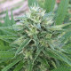 Насіння коноплі Panama x Bangi Haze fem. ACE Seeds