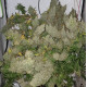 Насіння коноплі Panama x Bangi Haze fem. ACE Seeds
