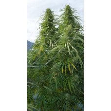 Panama x Malawi feminised (ACE Seeds)