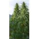 Семена конопли Panama x Malawi fem. ACE Seeds
