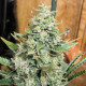 Семена конопли Panama x Malawi fem. ACE Seeds