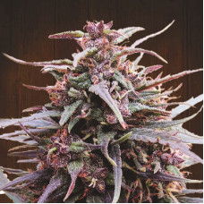 Purple Haze x Malawi feminised (ACE Seeds)