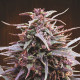 Семена конопли Purple Haze x Malawi fem. ACE Seeds