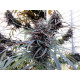 Семена конопли Purple Haze x Malawi fem. ACE Seeds